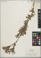 Foto von Salix purpurea L.